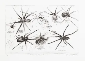 Household Spiders. 2020.